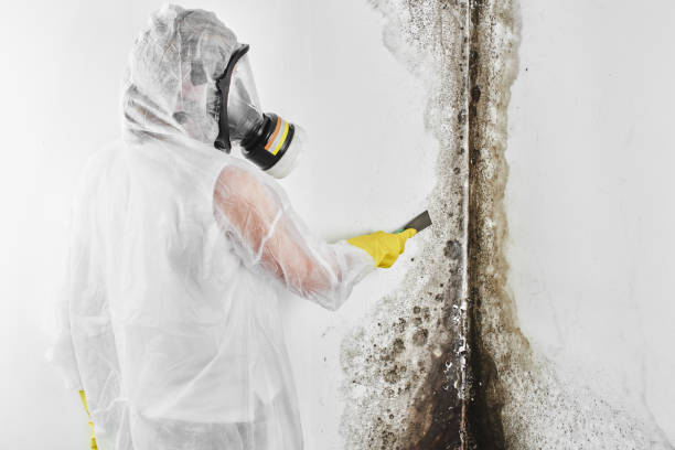 Best Crawl Space Mold Removal  in Steamboat Springs, CO