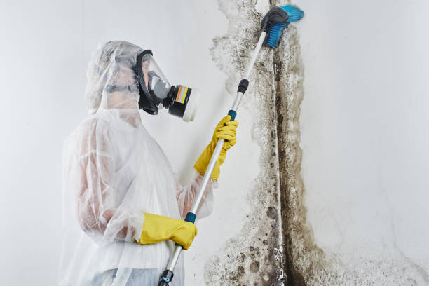 Mold Testing and Removal in Steamboat Springs, CO