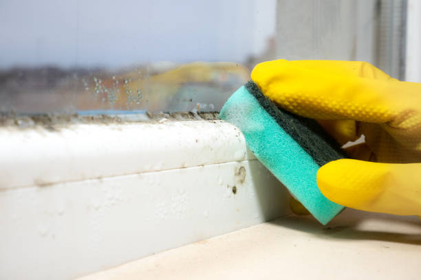 Best Local Mold Removal Service  in Steamboat Springs, CO