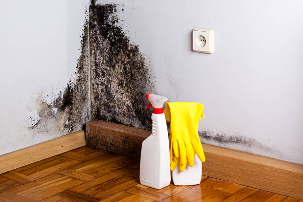 Best Commercial Mold Removal  in Steamboat Springs, CO