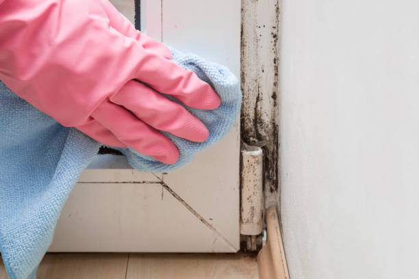Best Mold Damage Repair  in Steamboat Springs, CO